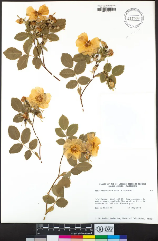 植物标本制作成果展示