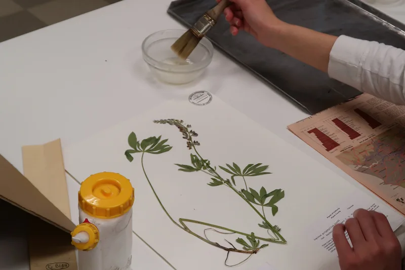 孩子制作植物标本